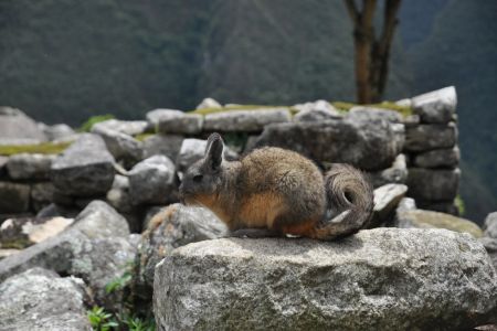 Machu_Picchu088.JPG